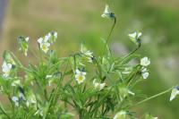 Viola arvensis