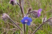 Anchusa azurea