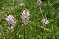Plantago media