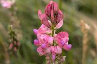 Onobrychis viciifolia