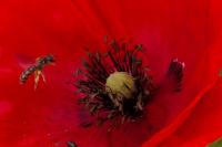 Papaver rhoeas