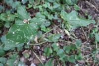 Arum maculatum