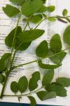 Robinia pseudoacacia