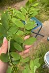 Robinia pseudoacacia