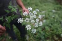Chaerophyllum temulum