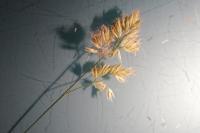 Dactylis glomerata