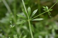 Galium aparine