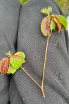 Cornus sanguinea