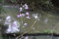 Campanula rapunculus