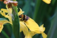 Iris pseudacorus