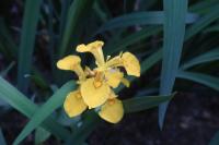 Iris pseudacorus
