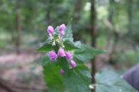 Lamium maculatum