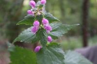 Lamium maculatum