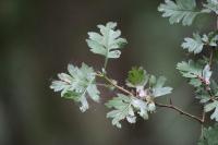 Crataegus monogyna