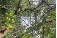 Fraxinus angustifolia