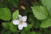 Rubus fruticosus