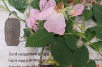 Rosa canina