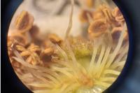 Rosa canina
