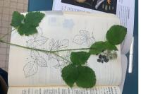 Rubus fruticosus