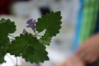 Glechoma hederacea