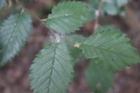 Ulmus minor