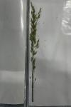 Arrhenatherum elatius