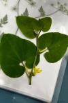 Aristolochia clematitis