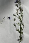 Campanula rapunculus