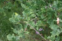 Quercus robur