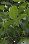 Juglans regia