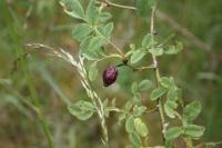Rosa canina