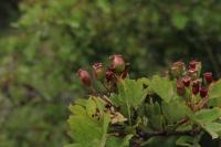 Crataegus monogyna