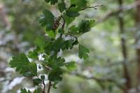 Crataegus laevigata