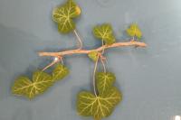 Hedera helix