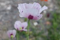 Papaver somniferum