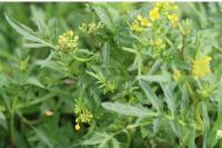 Rorippa sylvestris