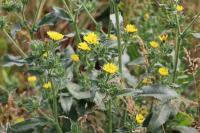 Helminthotheca echioides