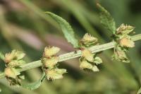 Rumex pulcher