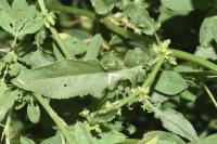 Rumex pulcher