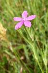Dianthus armeria