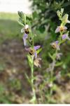 Ophrys apifera