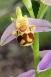 Ophrys apifera