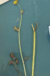 Ranunculus repens