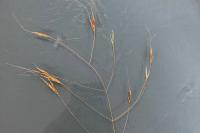 Anisantha sterilis