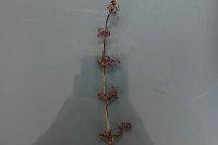 Galium aparine