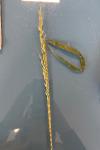 Elymus caninus