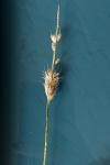 Alopecurus pratensis
