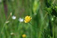 Trifolium patens