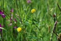Trifolium patens