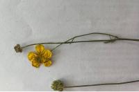 Ranunculus repens